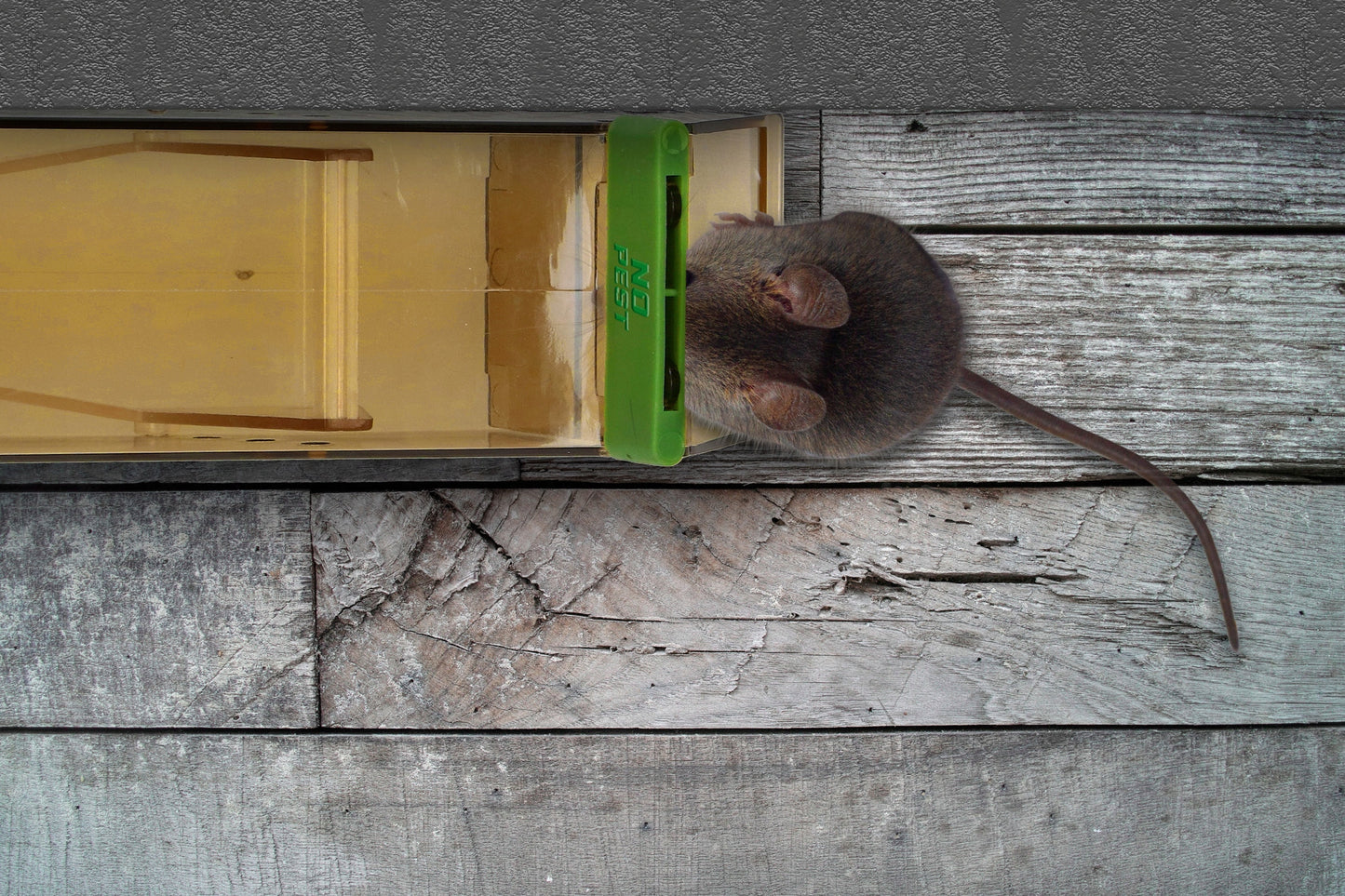 HUMANITARINIS GAUDYTUvas GYVATRAUKIS PELĖKAUTAI GRAUŽIKAMS NO PEST (5 VNT)