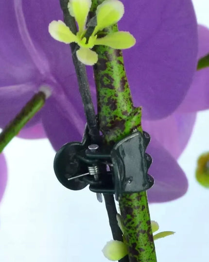 100 vnt. spaustukai augalams, skirti orchidėjoms ir vijokliams