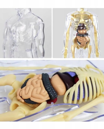 Žmogaus kūnas edukacinis anatominis modelis skeletas vaikams atradimų pasaulis