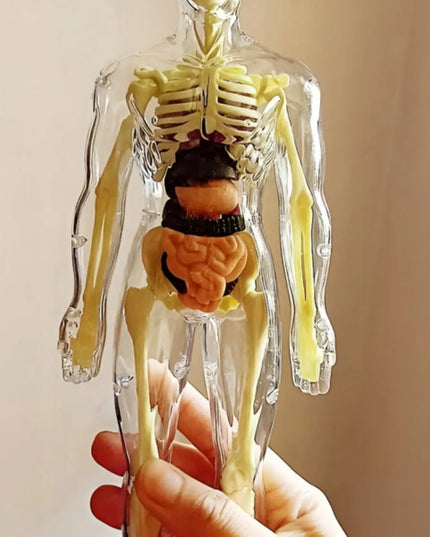 Žmogaus kūnas edukacinis anatominis modelis skeletas vaikams atradimų pasaulis