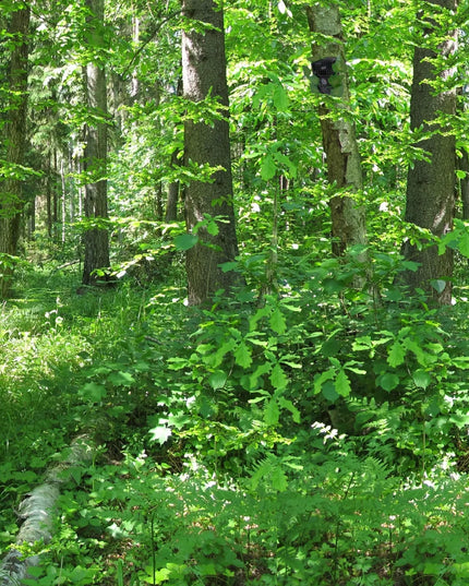 Miško kamera draVires LAS 13, Full HD, IR, mini, judesio jutiklis, IP54