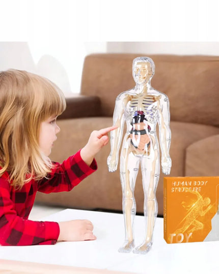 Žmogaus kūnas edukacinis anatominis modelis skeletas vaikams atradimų pasaulis