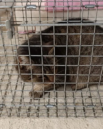 Didelė gyvagaudė gaudyklė kiaunėms, žiurkėms, žebenkštims, audinėms ir šeškams Viano Z2
