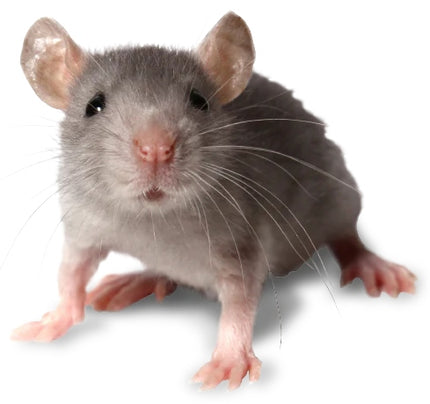 BROS Lipni gaudyklė pelėms ir žiurkėms, lipas vilioja riešutų kvapu - 10 vnt.