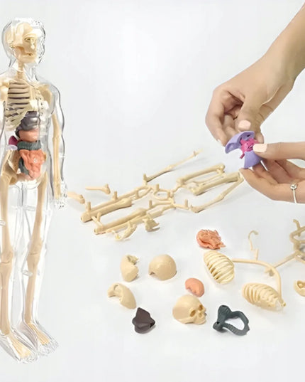 Žmogaus kūnas edukacinis anatominis modelis skeletas vaikams atradimų pasaulis