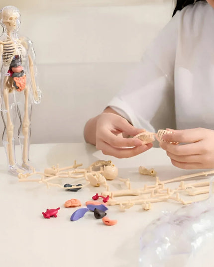 Žmogaus kūnas edukacinis anatominis modelis skeletas vaikams atradimų pasaulis