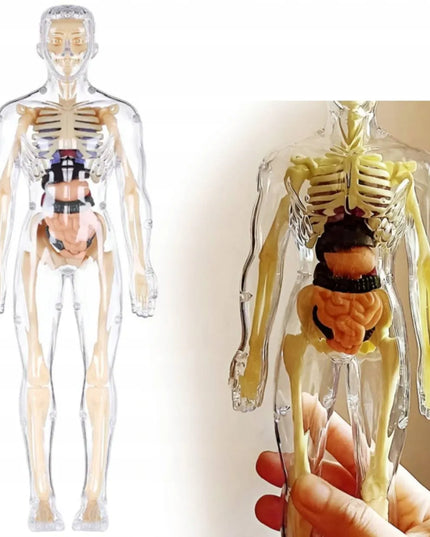 Žmogaus kūnas edukacinis anatominis modelis skeletas vaikams atradimų pasaulis