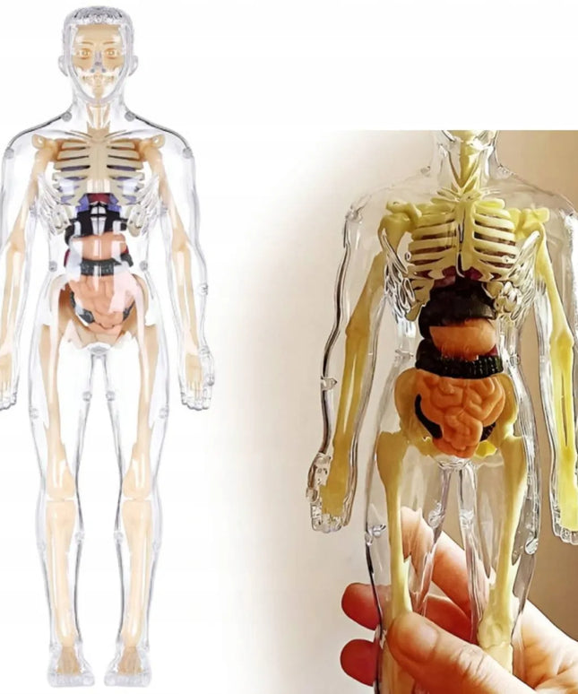 Žmogaus kūnas edukacinis anatominis modelis skeletas vaikams atradimų pasaulis