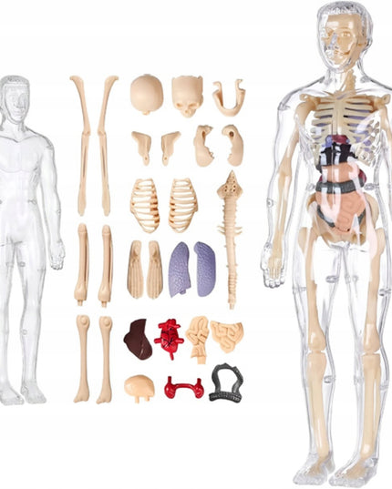 Žmogaus kūnas edukacinis anatominis modelis skeletas vaikams atradimų pasaulis