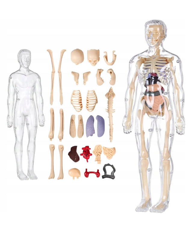 Žmogaus kūnas edukacinis anatominis modelis skeletas vaikams atradimų pasaulis