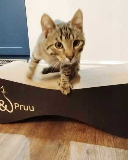 Juoda draskyklė Mruu&Pruu draskyklė katei Mimi