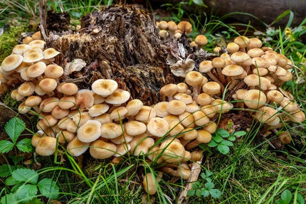 FAST ROT gyvoji grybiena kelmų ir šaknų šalinimui (5 kelmams)