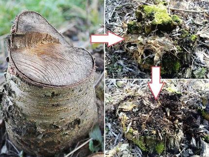 FAST ROT gyvoji grybiena kelmų ir šaknų šalinimui (5 kelmams)