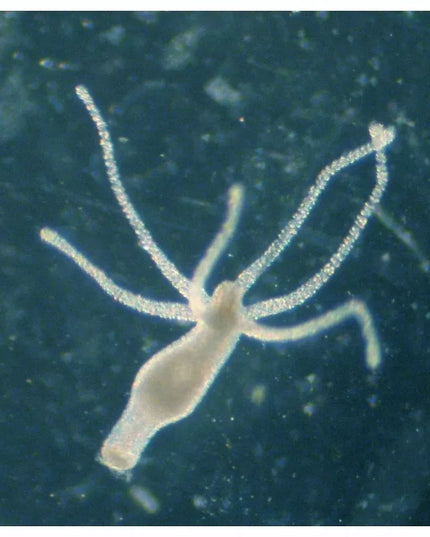 FEMANGA WURZEL ACTIV 500ML nuo sraigių, saugus žuvims, augalams ir krevetėms