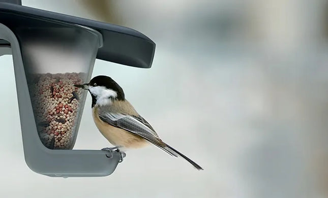 Lesyklėlė paukščiams Birdyfeed Double antracito spalvos