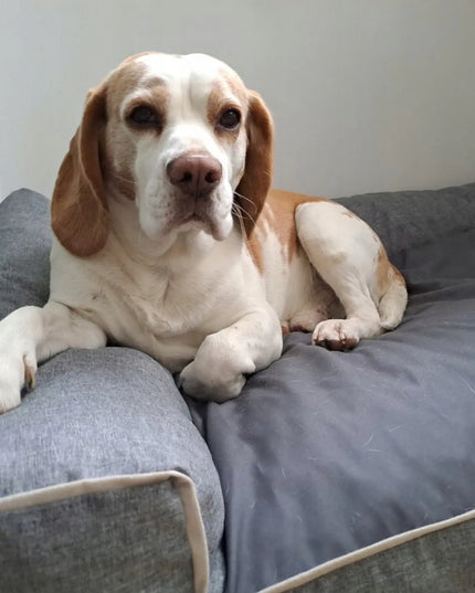 DOGESTE XL vandeniui atsparus šunų guolis-sofa su nemokamu siuvinėjimu, 100 × 65 cm