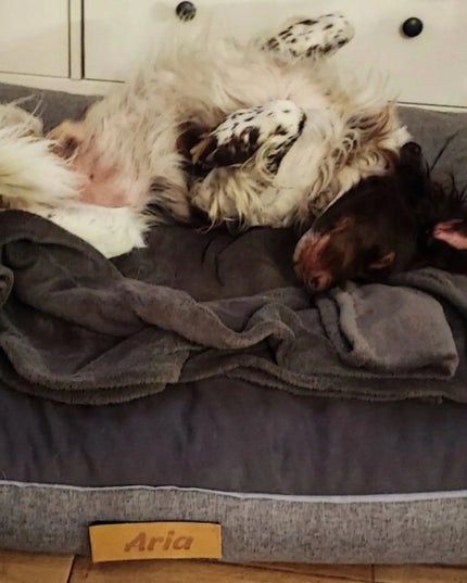 DOGESTE XL vandeniui atsparus šunų guolis-sofa su nemokamu siuvinėjimu, 100 × 65 cm