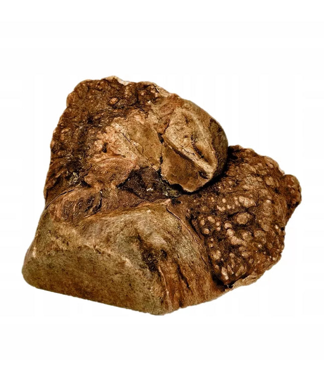 PREMIUM skanėstas šuns kramtalas NATŪRALUS viržių šaknis L (300-500g) PAKO