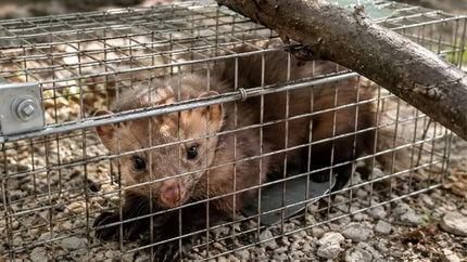 Didelė humaniška gyvagaudė gaudyklė kiaunėms, žiurkėms, lapėms, ūdroms ir žebenkštims