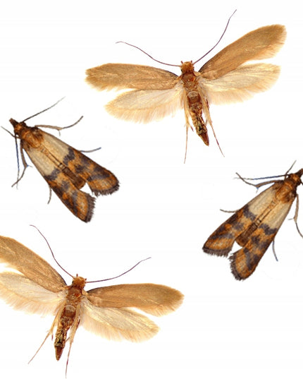 BROS Veiksmingi feromoniniai lipnūs spąstai maistiniams kandeliams - 10 vnt. rinkinys