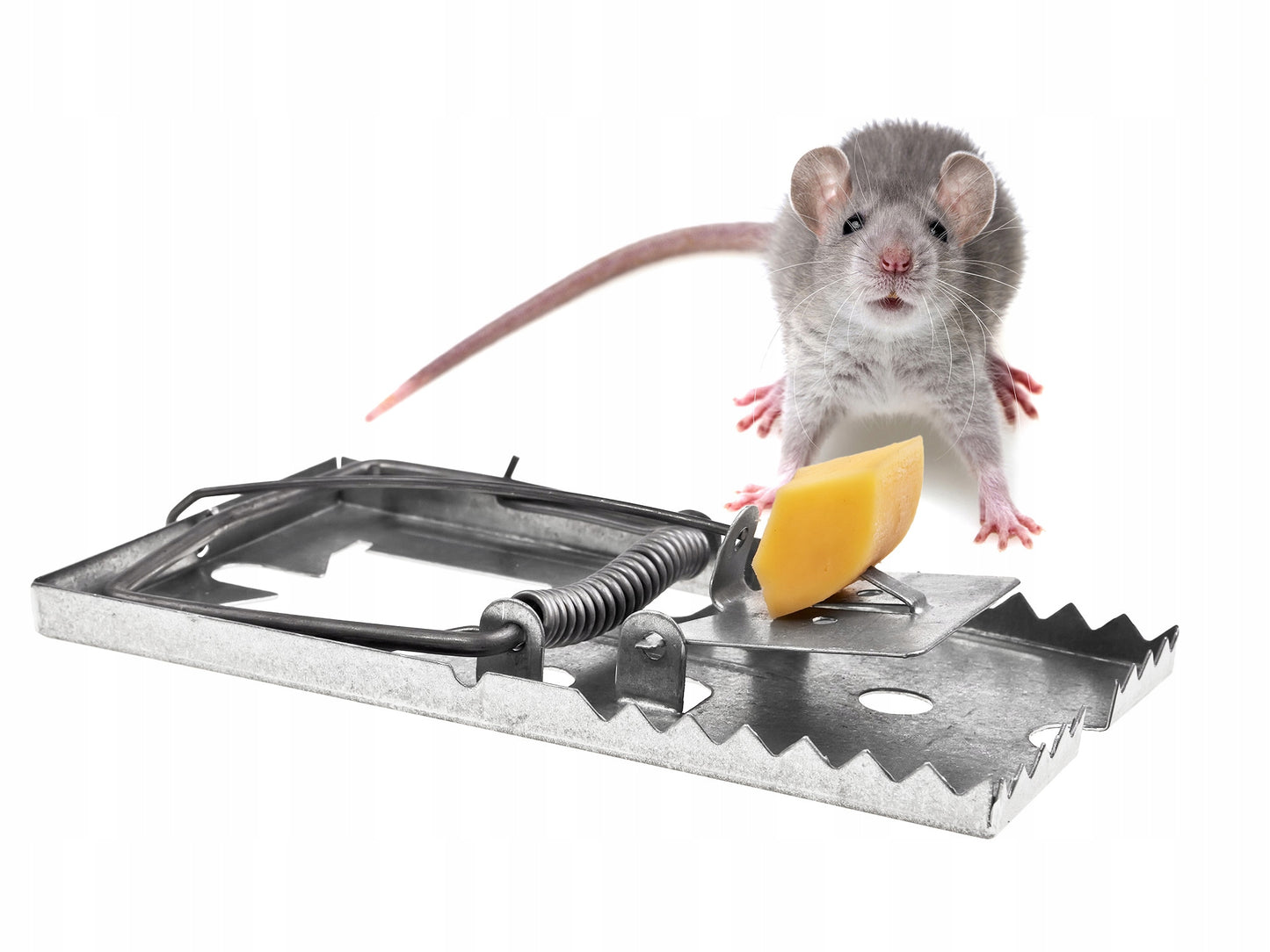 STIPRŪS METALINIAI SPĄSTAI ŽIURKĖMS, PELĖMS, GRAUŽIKAMS NERŪDIJANČIO PLIENO