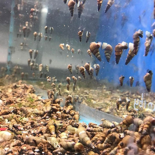 VEIKSMINGAS PREPARATAS NUO SRAIGIŲ IR KENKĖJŲ