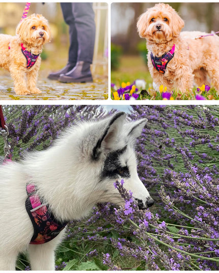„Chaba“ „Marigold“ petnešos katėms – „guard“ tipo, reguliuojamos, nespaudžiančios ir patogios – S dydis
