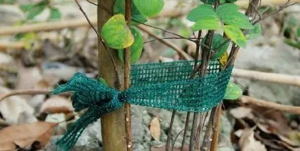 Sodo juosta augalams, krūmams ir medžiams 3 cm x 50 m