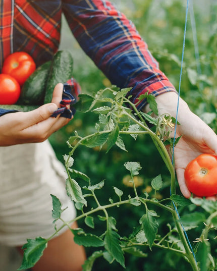 Sodo plėvelinis šiltnamis [18 m²] 6x3x2 [PLĖVELĖ + KARKASAS] | STORAS 25 mm