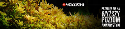 YOKUCHI Jiban Soil - 4L – juodas aktyvus akvariumo substratas
