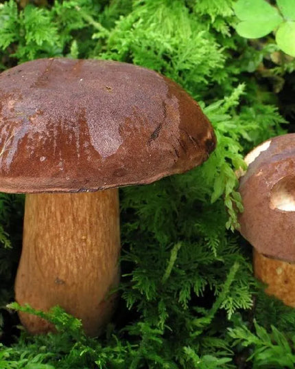 Atrinkta baravykinių grybų (Podgrzybek) kultūra 120ml