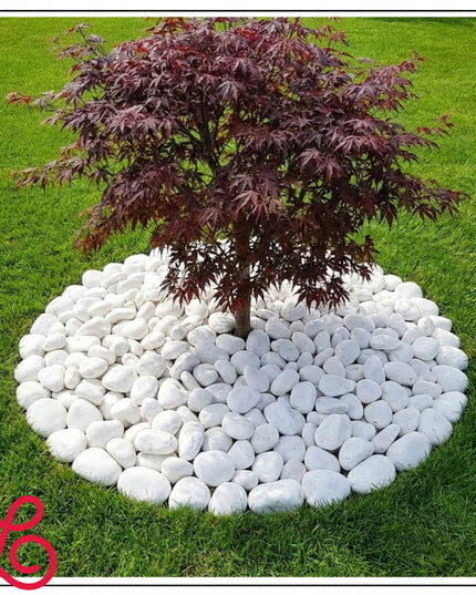 Balti Thassos akmenukai 8-13 cm, žvilgantys akmenys sodui ir tvenkiniams, 5 kg