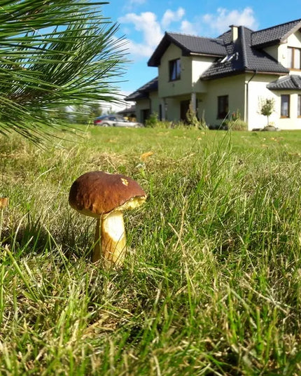 Baravykas, tikrinis baravykas, grybiena XL