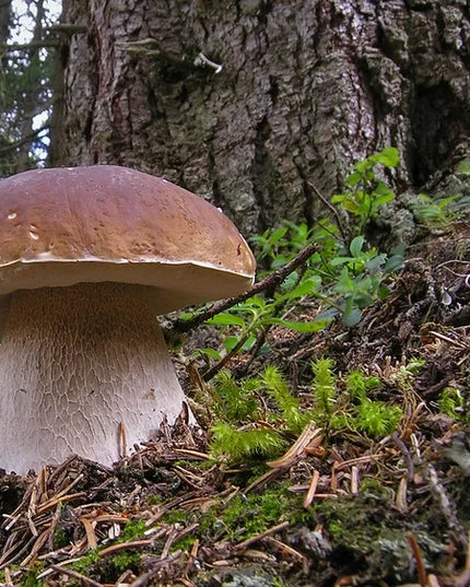 Baravykas, tikrinis baravykas, grybiena XL