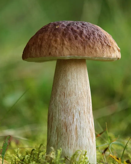 Baravykas, tikrinis baravykas, grybiena XL