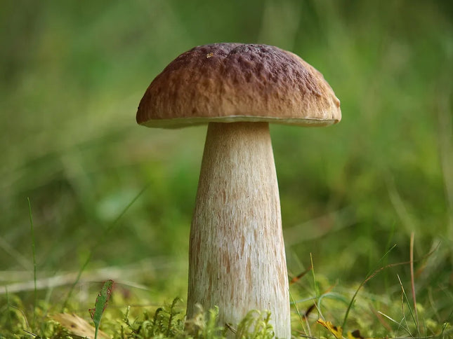 Baravykas, tikrinis baravykas, grybiena XL