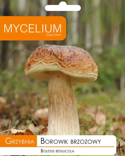 Beržyninis baravykas - miško grybų grybiena
