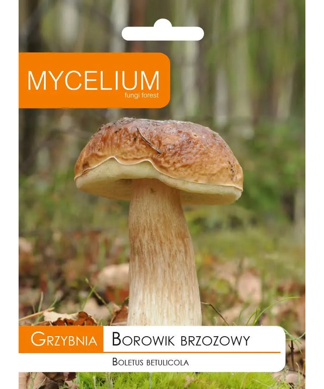Beržyninis baravykas - miško grybų grybiena