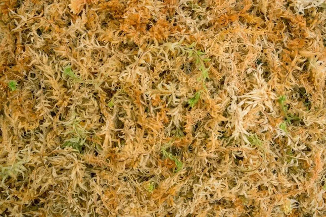 Besgrow Sphagnum samanos Spagmoss 500G 40L | samanos iš Naujosios Zelandijos
