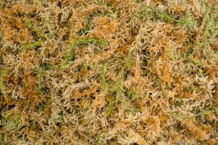 Besgrow Sphagnum samanos Spagmoss Classic 100g 8l augalų priedas