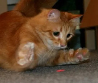 CAT daugiafunkcis LED lazeris ir žibintuvėlis su USB įkrovimu