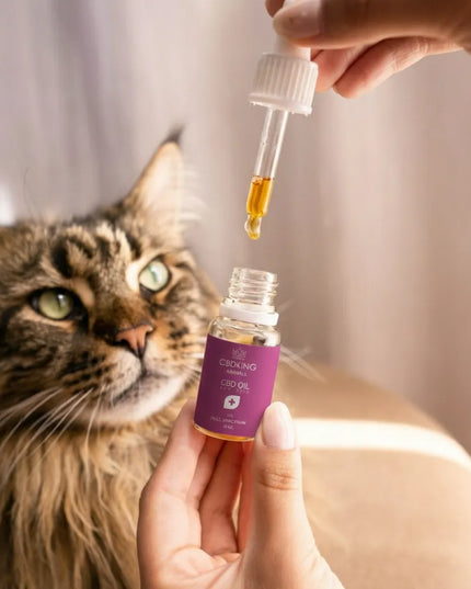 CBDKING kanapių aliejus 10% | gyvūnams | šunims | katėms | 10ml