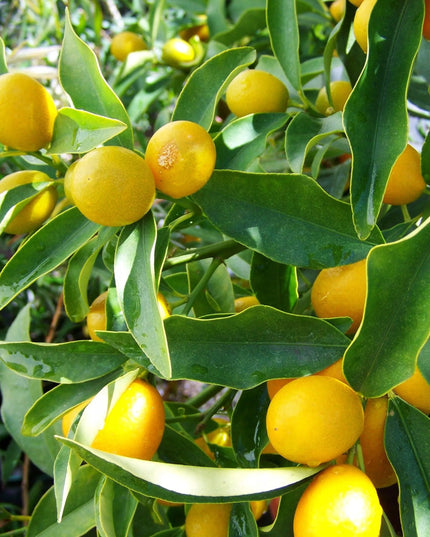 COMPO Viduržemio jūros regiono augalų substratas citrusams, oleandrams ir levandoms, 20L