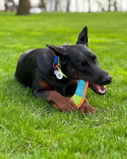 Cypintis ir čežantis žaislas šunims WAUDOG, Bumerangas, mėlynas, 24 cm