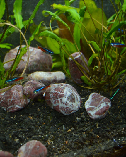 Dekoracinis raudonasis upės akmuo 1-2 cm sodui ir interjerui 1 kg