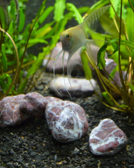 Dekoracinis raudonasis upės akmuo 1-2 cm sodui ir interjerui 1 kg