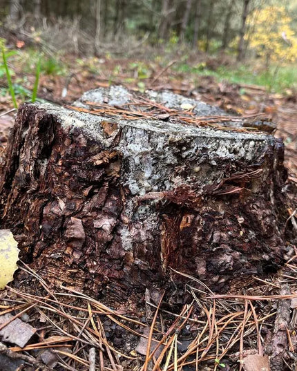 DEROT grybiena medžių kelmų skaidymui ir šalinimui (10 kelmų)