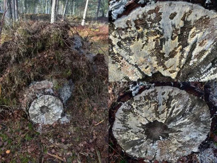 DEROT grybiena medžių kelmų skaidymui ir šalinimui (10 kelmų)