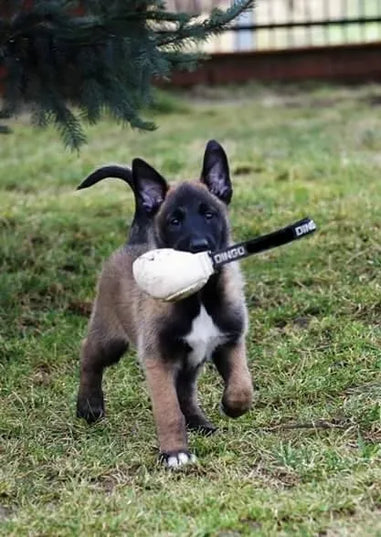 Dingo Gear odiniai kamuoliai su rankena, 8 cm, 2 vnt.