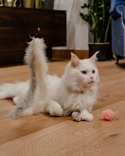 Dingo meškerė katėms GLAMOUR